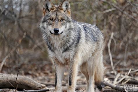 New Mexico Rancher Who Pleaded Guilty To Bludgeoning Endangered Wolf