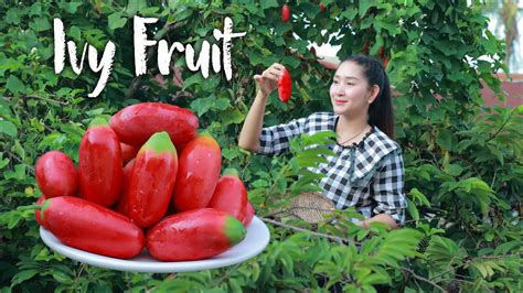 Ivy Fruit Show With Dessert Pick Ivy Ripe And Sweet Ivy Fruit For Yummy Dessert Fruit