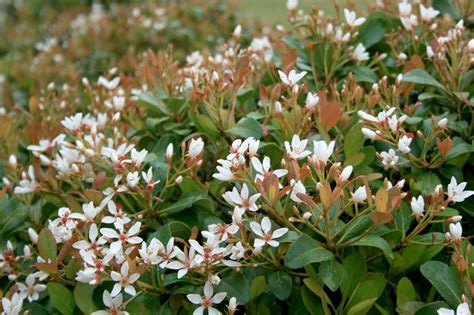 Hawthorn leaf and hawthorn flower from crataegus monogyna can be used in infusions and liquid extracts. Indian hawthorns bring spring blooms to yards ...