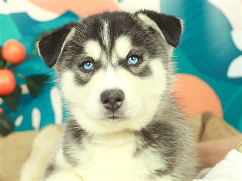 Siberian Husky Dog Male 2656668 Animal Kingdom Puppies N Love