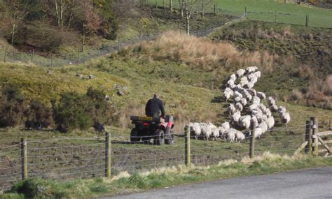 Bringing Down The Sheep Heap Clough Robert Wade Flickr