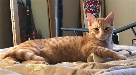 Lost Pumpkin A Male Kitten Orange With White Rings On His Tail