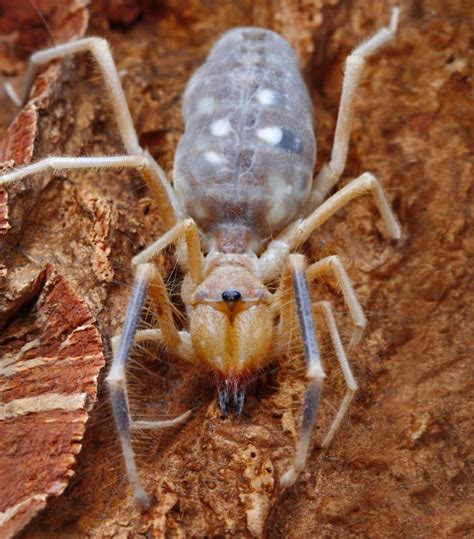 How Dangerous Is A Camel Spider Bite With Pictures