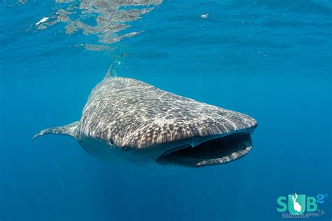 Interesting Facts About Whale Sharks Amazing Sea Creatures