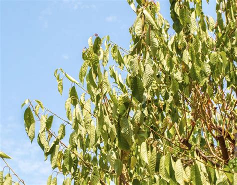 The bottom trunk of this cherry tree has its bark peeling off. Weeping Cherry Tree Diseases - Aumondeduvin.com