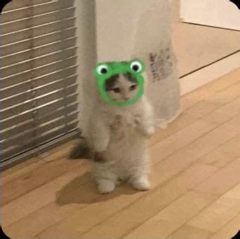 See more ideas about cartoon memes, cartoon profile pictures, cartoon profile pics. frog hat cat pfp in 2020 | Cat icon, Cat memes, Cute cats