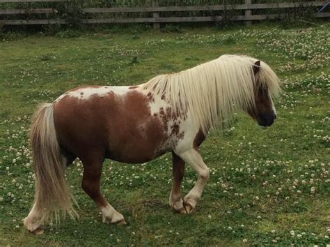 Shetland Pony Breed Information, History, Videos, Baby, Pictures