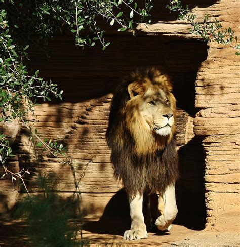 Lion Waiting Photograph By Paulette Thomas
