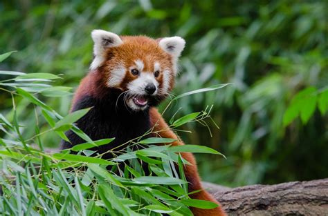 Fotos Gratis Bokeh Animal Fauna Silvestre Zoo Mamífero Panda