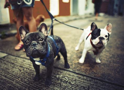 Everything You Need To Know About French Bulldogs