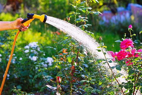 Hot Summer Watering Tips To Keep Your Home Garden Hydrated High Tech Landscapes