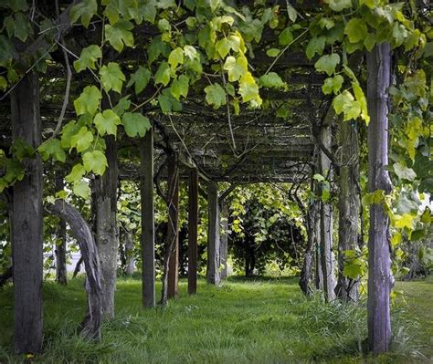 30 Fascinating Grape Arbor Ideas The Perfect Patio Decor