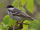 The small songbird that travels 1,700 miles in non stop flight lasting ...