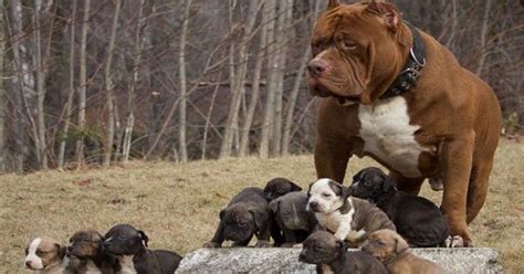 this is how much the world s largest pitbull s puppies will cost you