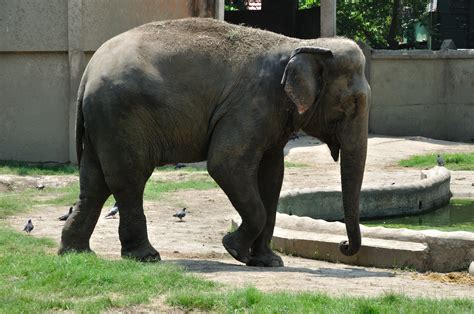Fileindian Elephant Kolkata 2011 05 03 2708 Wikimedia Commons
