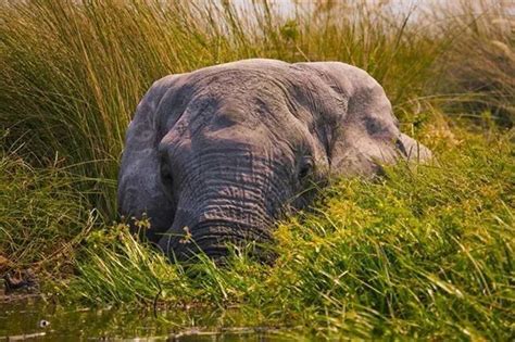 Hiding In The Grass Elephant Walk Elephant Love Ivory Trade You Cant See Me Gentle Giant