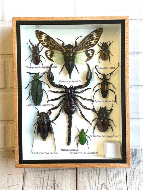 Insect Display Box Frame Display Case Bug Insect 5 Etsy