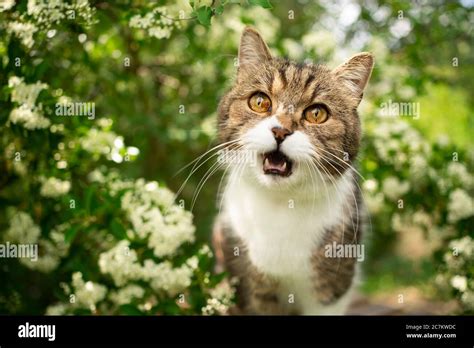 Tabby White British Shorthair Cat Meowing In Nature Stock Photo Alamy