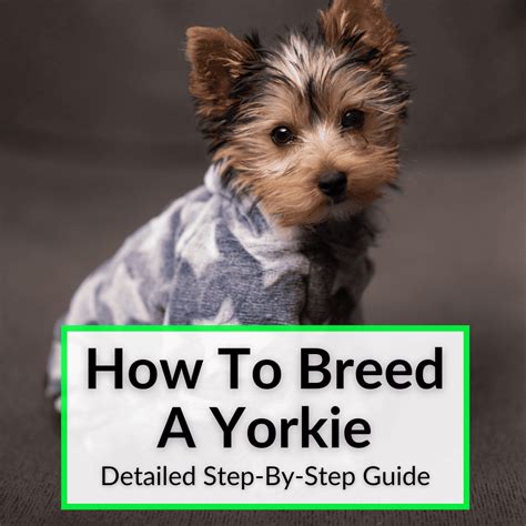 How To Breed A Yorkie Detailed Step By Step Guide