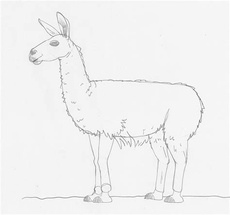 Learn How To Draw A Llama Step By Step My Modern Met