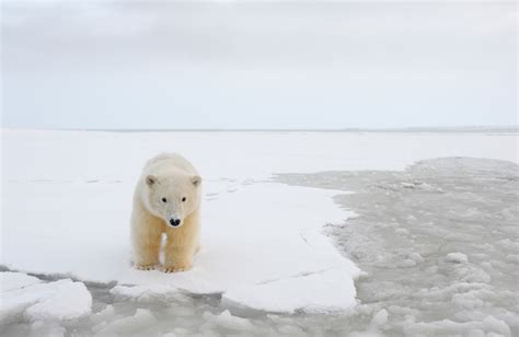 Polar Bear Cub Arctic National Wildlife Refuge Alaska Expeditions