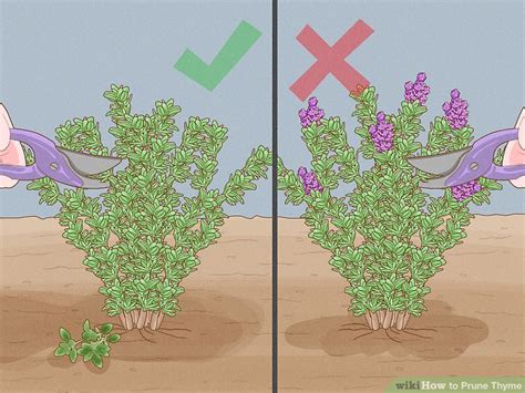 How To Prune Thyme 9 Steps With Pictures Wikihow