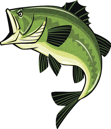 Largemouth Bass Clip Art Vector Images And Illustrations Istock