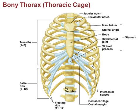 Rib Fracture Causes Symptoms Diagnosis Healing Time Treatment