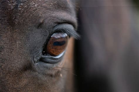 8 Common Equine Eye Conditions And Vision Problems List Mad Barn