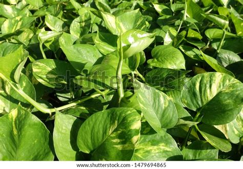 Green Money Plant Epipremnum Pinnatum 스톡 사진 1479694865 Shutterstock