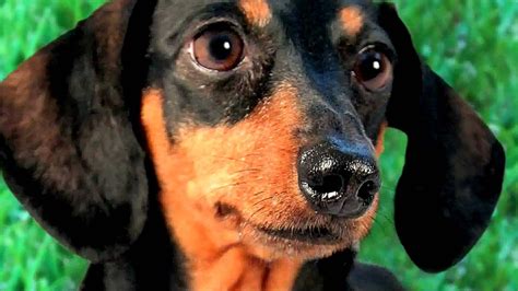13 Rescued Dachshunds • Models for 2011 CTDR Rescue Calendar - YouTube