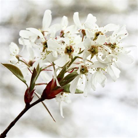 Downy Serviceberry Blooming Tree Photograph By M E Fine Art America