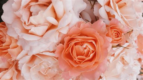 Guide On How To Use Peach Colored Roses In Floral Design