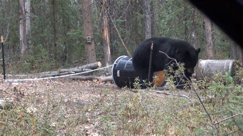 Alaska Bear Baiting 2015 Youtube