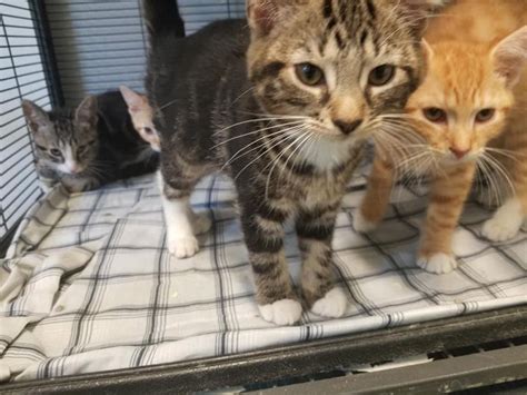 Petsmart Whitby Kittens Are Ready To Be Adopted And There Are So Many Of