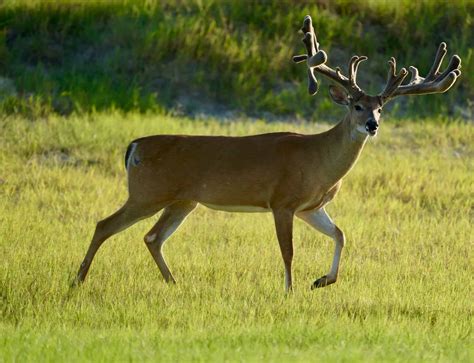 M3 Whitetails Bucks Came Out After It Cooled Off Deer Breeder In