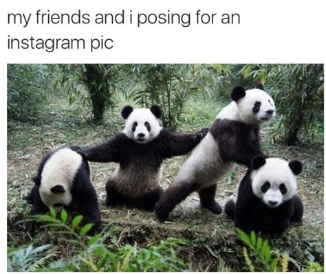 Pin By Amanda Stratton On Teenagers Panda Bear Funny Pictures Panda