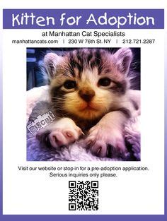 Pdc provides a destination experience that includes fun and cuddly interactions with adoptable cats/ kittens, at if you decide to cancel your adoption appointment, please contact us at least one hour before. 1000+ images about Kittens Up for Adoption in NYC on ...