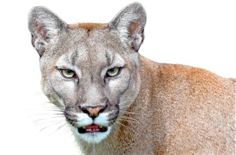 Greifvögel können lediglich für die jungen lebensbedrohlich werden. Puma-Attacken: Artenschutz wird zum Problem - Panorama ...