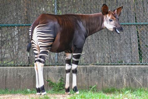 Okapi Endangered Animal Habitat Adaptations And Facts