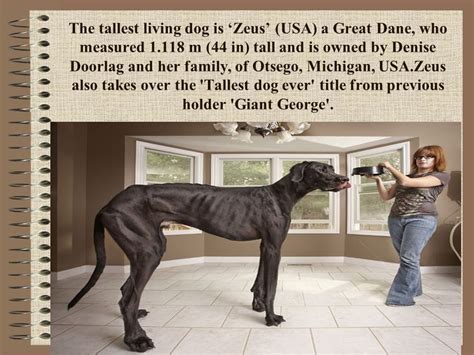 Biggest Dog In The World Zeus The Great Dane