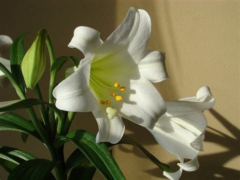 Easter Flowers Archives Daniels Lawn And Garden Center