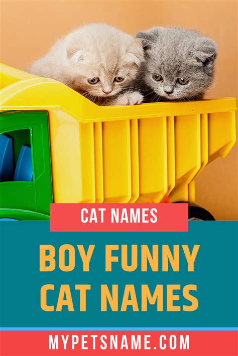 Boy Funny Cat Names Funny Cat Names Cat Names Cute Cat Names