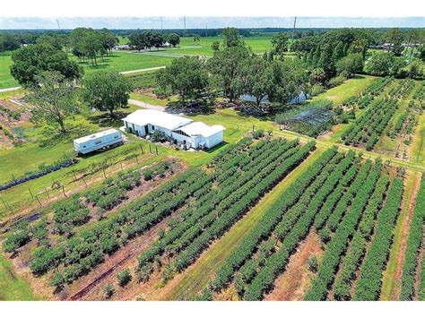 10 Acre Blueberry Farm With Pond For Sale In Lakeland Fl 315000
