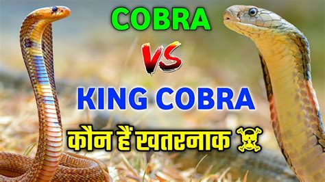 Cobra Vs King Cobra Difference Between Cobra And King Cobra Snake