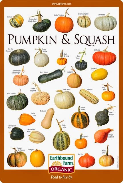 Pumpkin And Squash Varieties Chart 101 Gardening