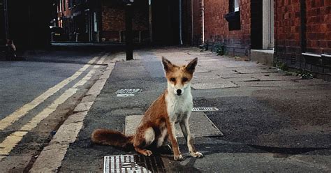 Stunning Urban Fox Image Sparks Flurry Of Leicestershire Wildlife