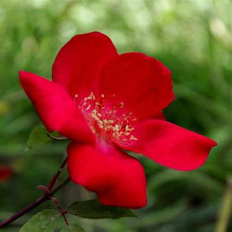Rosa Chinensis Sanguinea Pepinière Laïta