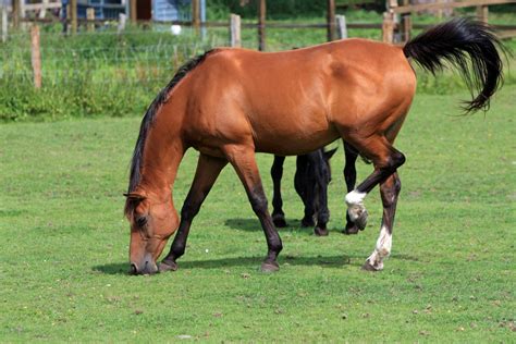 Horse Grazing Free Stock Photo Public Domain Pictures