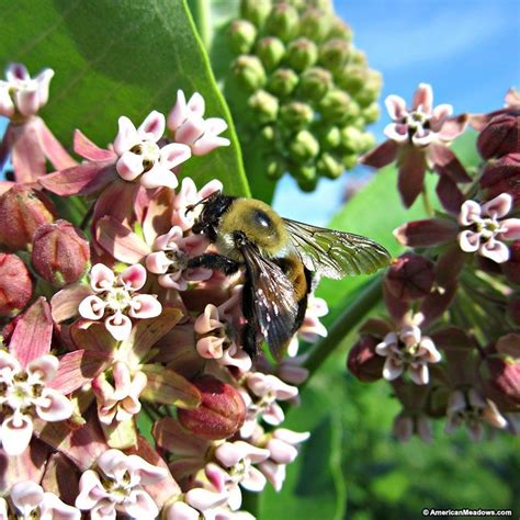 Plastic milk containers are plastic containers for storing, shipping and dispensing milk. Common Milkweed | Asclepias, Milkweed, Milkweed flower